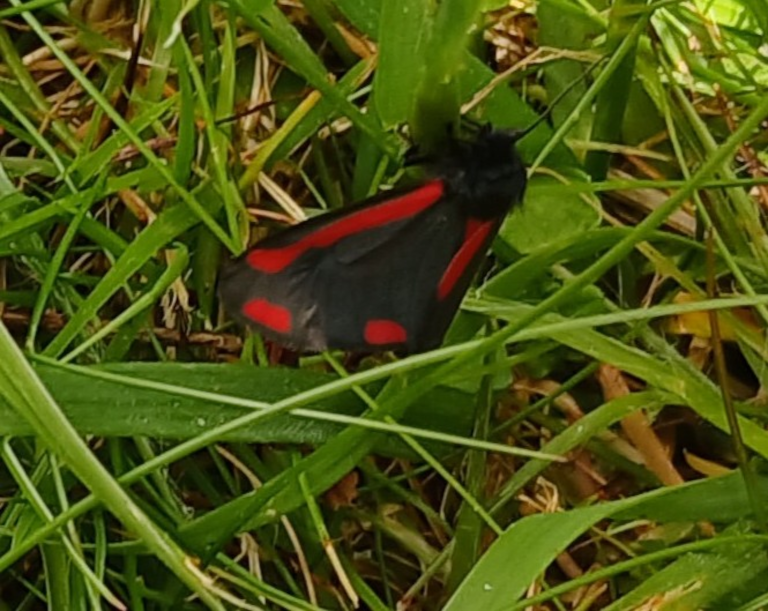 Cinnabar Moth at St James' Churchyard faces 80 percent decline in the UK Cinnabar Moth at St James' Churchyard faces 80 percent decline in the UK